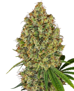 AK 420 - Feminised - White Label