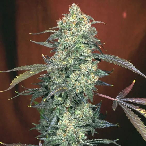AK-47 - Regular - Serious Seeds 4 AK-47 - Regular - Serious Seeds - Afbeelding 2