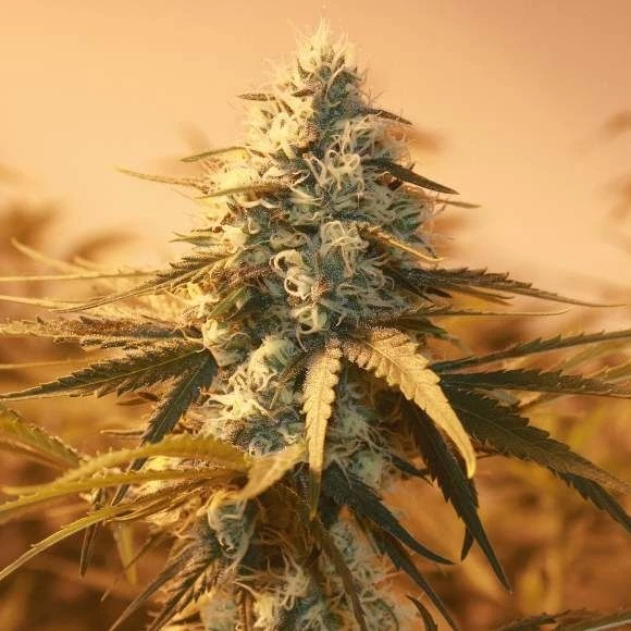 AK 48 - 5PACK - Feminised - Nirvana Seeds 3 AK 48 - 5PACK - Feminised - Nirvana Seeds