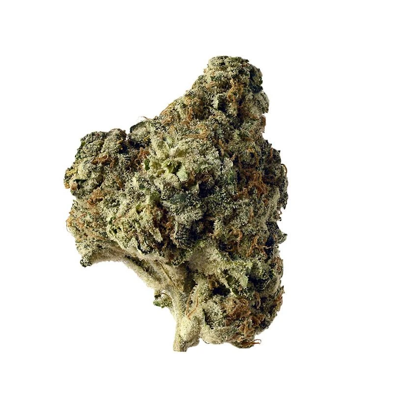 Ak Choco Kush - Feminised - Amsterdam Genetics 3 Ak Choco Kush - Feminised - Amsterdam Genetics