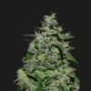 AK Kush Express- 5-pack - Feminised - Kalashnikov Seeds 1 AK Kush Express- 5-pack - Feminised - Kalashnikov Seeds -Uitgelichte Plantenzaadwinkel ak kush express kalashnikov seeds