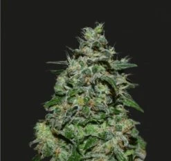 AK Kush Express- 5-pack - Feminised - Kalashnikov Seeds