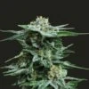 AK Kush - 5-pack - Feminised - Kalashnikov Seeds 1 AK Kush - 5-pack - Feminised - Kalashnikov Seeds -Uitgelichte Plantenzaadwinkel ak kush kalashnikov seeds