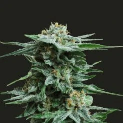 AK Kush - 5-pack - Feminised - Kalashnikov Seeds