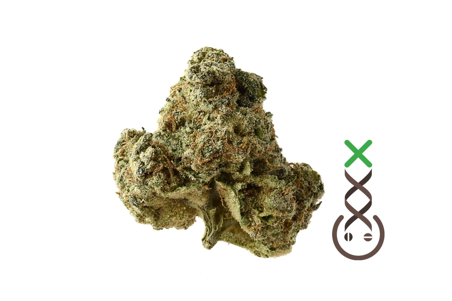 AK-OG Kush - 5PACK - Feminised - Amsterdam Genetics 4 AK-OG Kush - 5PACK - Feminised - Amsterdam Genetics - Afbeelding 2