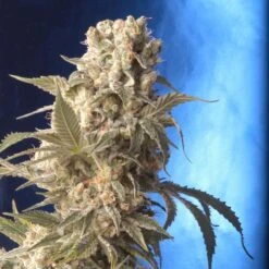 AK-47 - Feminised - Serious Seeds