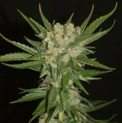 Aladdin's Skunk - 12-pack - Regular - Khalifa Genetics