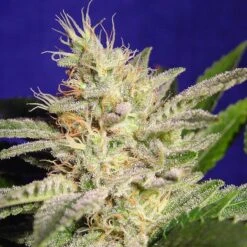 Allkush - Feminised - Paradise Seeds -Uitgelichte Plantenzaadwinkel allkush 1 2