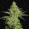 Allkush - Feminised - Paradise Seeds