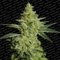 Allkush - Feminised - Paradise Seeds