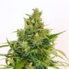 Amnesi-K Lemon - 5-pack - Feminised - Kannabia Seeds -Uitgelichte Plantenzaadwinkel amnesi k lemon product image 4766