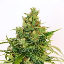 Amnesi-K Lemon - 5-pack - Feminised - Kannabia Seeds