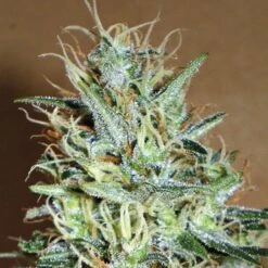 Amnesia Mistery - Feminised - Positronics