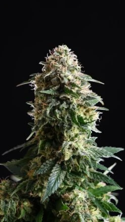 Amnesia Dream XL Auto - 5-pack - Feminised - Kannabia Seeds -Uitgelichte Plantenzaadwinkel amnesia dream xl auto edition product image 8922 1