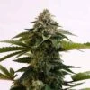 Amnesia Dream XL Auto - 5-pack - Feminised - Kannabia Seeds