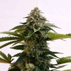 Amnesia Dream XL Auto - 5-pack - Feminised - Kannabia Seeds