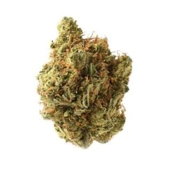 Amnesia Haze - 10-pack - Regular - Amsterdam Genetics