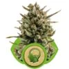 Amnesia Haze Automatic - Feminised - Royal Queen Seeds 1 Amnesia Haze Automatic - Feminised - Royal Queen Seeds -Uitgelichte Plantenzaadwinkel amnesia haze automatic