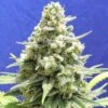 Amnesia Lemon Kush - Feminised - Original Sensible Seeds -Uitgelichte Plantenzaadwinkel amnesia lemon kush 2