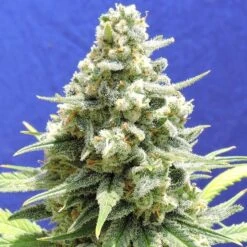 Amnesia Lemon Kush - Feminised - Original Sensible Seeds