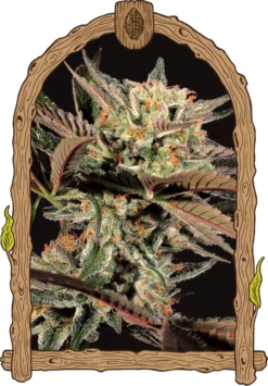 Amnesia #7 - 5PACK - Feminised - Exotic Seed