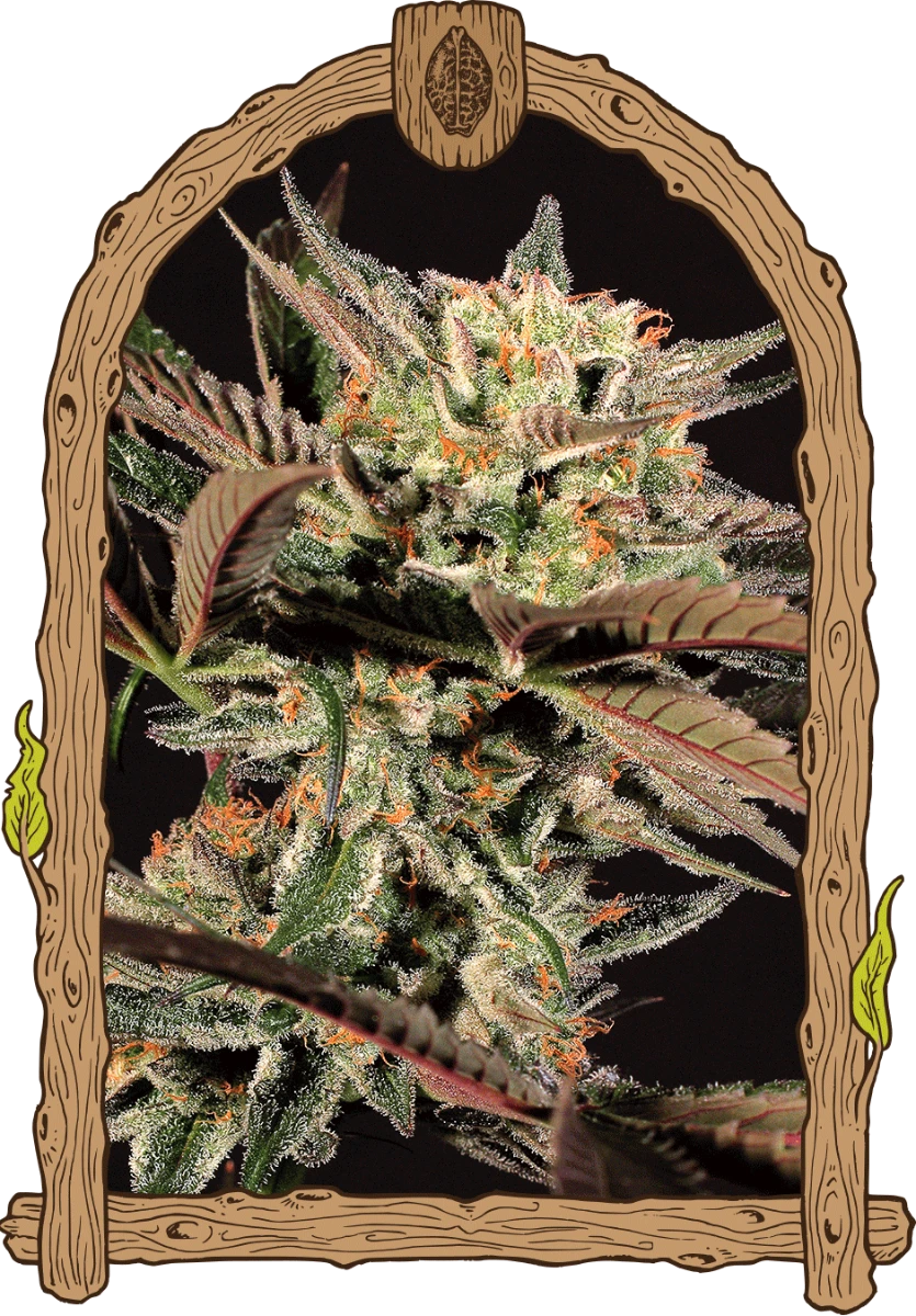 Amnesia #7 - 5PACK - Feminised - Exotic Seed 3 Amnesia #7 - 5PACK - Feminised - Exotic Seed