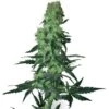Amnesia White - Regular - White Label -Uitgelichte Plantenzaadwinkel amnesia white xl
