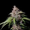 Amnesia Zkittlez - Feminised - Fast Buds Seeds 1 Amnesia Zkittlez - Feminised - Fast Buds Seeds -Uitgelichte Plantenzaadwinkel amnesia zkittlez big bud 1 1