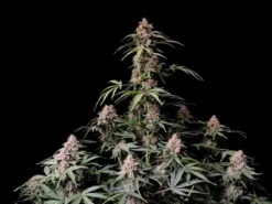 Amnesia Zkittlez - Feminised - Fast Buds Seeds -Uitgelichte Plantenzaadwinkel amnesia zkittlez fastbuds 1 1