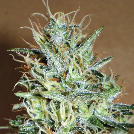 Amnesia Mistery - Feminised - Positronics 3 Amnesia Mistery - Feminised - Positronics