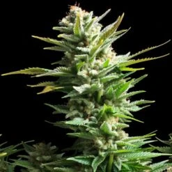 Amnesia Haze - Feminised - Royal Queen Seeds 7 Amnesia Haze - Feminised - Royal Queen Seeds -Uitgelichte Plantenzaadwinkel amnesia haze 1 asc