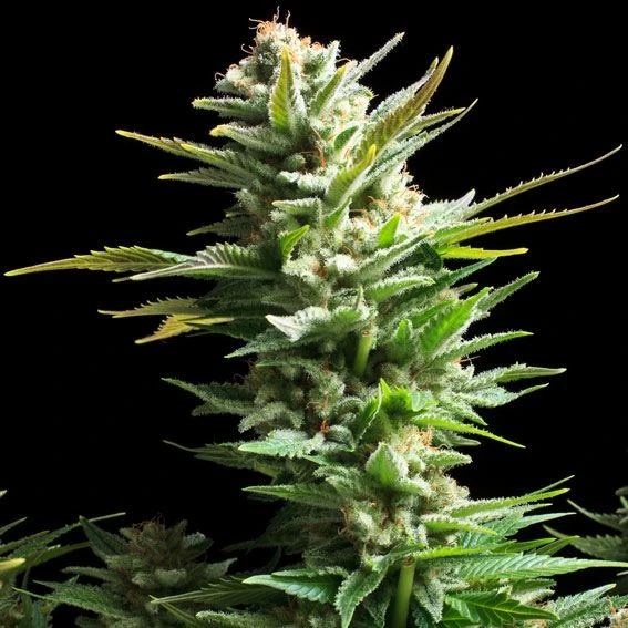 Amnesia Haze - Feminised - Royal Queen Seeds 5 Amnesia Haze - Feminised - Royal Queen Seeds - Afbeelding 3
