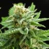 Amnesia Haze - Feminised - Royal Queen Seeds 1 Amnesia Haze - Feminised - Royal Queen Seeds -Uitgelichte Plantenzaadwinkel amnesia haze 2 asc
