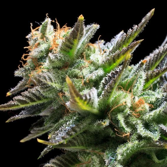 Amnesia Haze - Feminised - Royal Queen Seeds 4 Amnesia Haze - Feminised - Royal Queen Seeds - Afbeelding 2