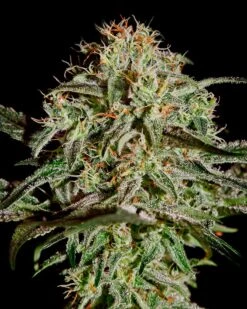 AMS - Feminised - Green House