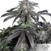 Bubba Island Kush - Feminised - Dutch Passion 1 Bubba Island Kush - Feminised - Dutch Passion -Uitgelichte Plantenzaadwinkel amsterdam bubba island kush dutch passion 3