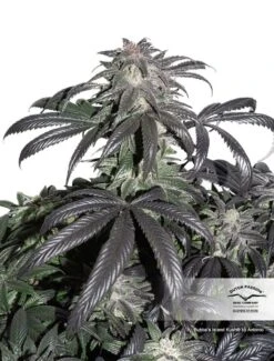 Bubba Island Kush - Feminised - Dutch Passion