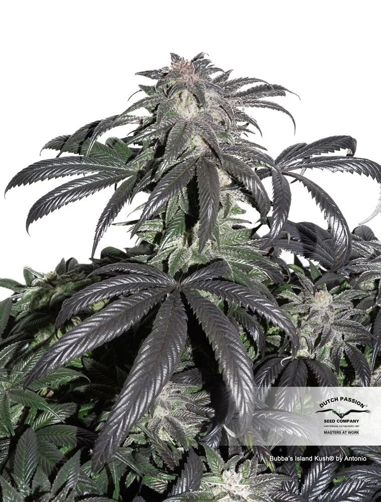 Bubba Island Kush - Feminised - Dutch Passion 3 Bubba Island Kush - Feminised - Dutch Passion