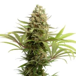 Banana Slush - 5-pack - Feminised - Amsterdam Genetics