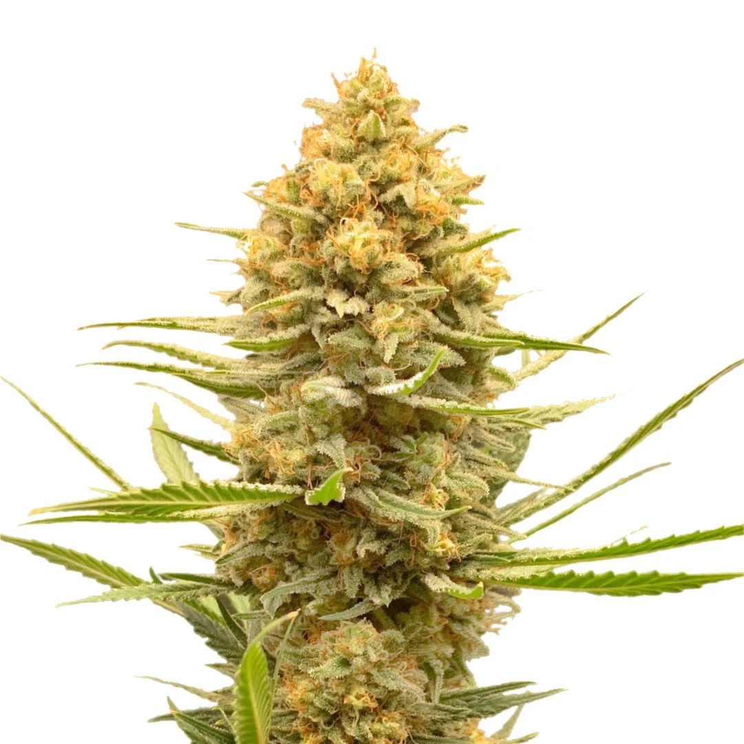 Lemon Ice - 5-pack - Feminised - Amsterdam Genetics 4 Lemon Ice - 5-pack - Feminised - Amsterdam Genetics - Afbeelding 2