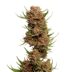 Pineapple Kush - Feminised - Amsterdam Genetics