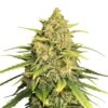 Tangerine G13 - 5-pack - Feminised - Amsterdam Genetics 2 Tangerine G13 - 5-pack - Feminised - Amsterdam Genetics -Uitgelichte Plantenzaadwinkel amsterdam genetics tangerine g13