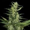 Amur Giant Auto - 5-pack - Feminised - Kalashnikov Seeds -Uitgelichte Plantenzaadwinkel amur giant auto 0