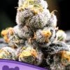 Anesia Scout Cookies - 5PACK - Feminised - Anesia Seeds -Uitgelichte Plantenzaadwinkel anesia scout cookies amsterdam