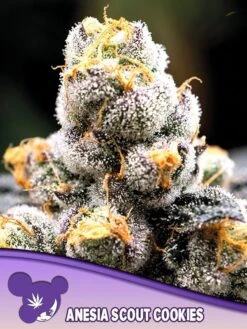 Anesia Scout Cookies - 5PACK - Feminised - Anesia Seeds