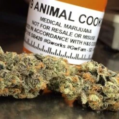 Animal Cookies - 12PACK - Regular - BC Bud Depot -Uitgelichte Plantenzaadwinkel animal cookies cannabismmj animal cookiesbud thcf 001