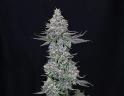Sliptream - Feminised - Compound Genetics -Uitgelichte Plantenzaadwinkel animal mints