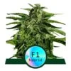Apollo F1 Auto - Feminised - Royal Queen Seeds