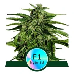 Apollo F1 Auto - Feminised - Royal Queen Seeds