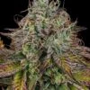 Apricot Candy - Feminised - Paradise Seeds -Uitgelichte Plantenzaadwinkel apricot candy 17 scaled 1